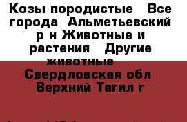 Козы породистые - Все города, Альметьевский р-н Животные и растения » Другие животные   . Свердловская обл.,Верхний Тагил г.
